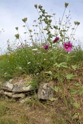 scene near forcalquier 3 thumbnail graphic